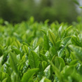 福岡産八女茶